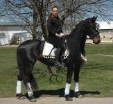 Friesian Heritage Horse-Vanda