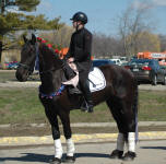 Friesian mare Naaymia Owned by Brianna Spychalla