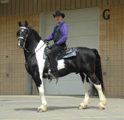 Bizkit with ridder Terry-Owned by Dream Gait Friesians