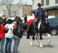 Bizkit with ridder Terry-Owned by Dream Gait Friesians