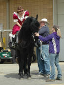 Kashmer-Friesian Heritage Horse mare-Owned by Rebecca Thompson