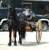 Friesian stallion Mathijs driven by Robert Labrie-Owned by Friesians of Majesty 