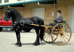 Friesian stallion Mathijs driven by Robert Labrie-Owned by Friesians of Majesty 