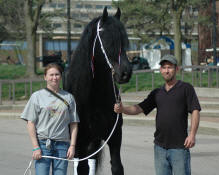 Friesian stallion Nemo V. Hiddum-Owned by Robin Williams 