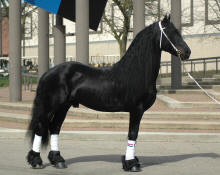 Friesian stallion Nemo V. Hiddum-Owned by Robin Williams 