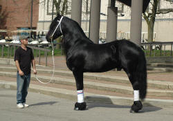 Friesian stallion Nemo V. Hiddum-Owned by Robin Williams 