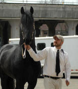 Friesian stallion Othello driven by Ben Labrie-Owned by Friesians of Majesty 