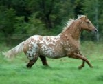 Friesian Heritage Sport Horse-Ava Minted Design-Owned by Design Sporthorse