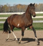 Friesian Heritage Sporthorse-Cailfornia Cadence-F2-Friesian X Pinto Warmblood  Owned by Legend Woods