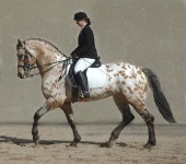 Friesian Heritage Sport Horse Stallion-Champion Grand Design ridden by Linda VonWeymarn & owned by Design Sporthorse