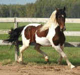 Friesian Heritage Sport Horse-Philo Norsk-Owned by Norsk Pintos