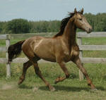 Friesian Sport Horse Ukiah Norsk-Friesian Heritage Stallion Sport Horse Designated