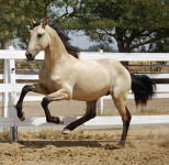 Friesian x Andalusian-Owned by Holly Zech