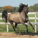 Friesian Sport Horse-Zeta Gold-Owned by Geri Benner