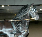 Dash Rip Rock-purebred Friesian stallion-Owned by Laurie Statam