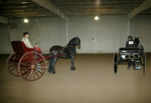 Dash Rip Rock-purebred Friesian stallion-Owned by Laurie Statam