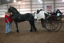 Dash Rip Rock-purebred Friesian stallion-Owned by Laurie Statam