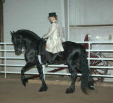 Dash Rip Rock-purebred Friesian stallion-Owned by Laurie Statam