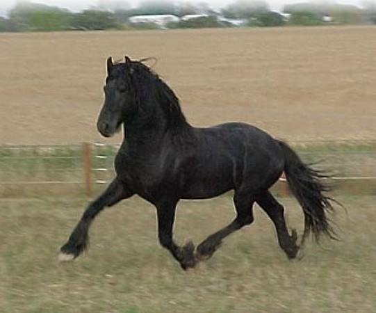 Friesian stallion Celtic