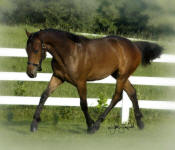 Friesian Heritage Sport Horse Mare-High Merit-Owned by Rachel Sit