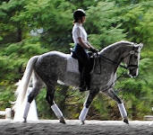 DHF Isobel-Heritage Horse mare