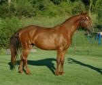 Firefly Design-Friesian Heritage filly-Rare Chestnut color