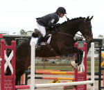 Hula Girl At Heart (Friesian X Thoroughbred) Kristen Everts