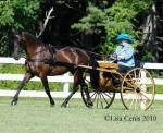 Mystical Illusion Friesian Heritage mare