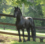 Friesian Sport Horse Designated stallion-Bente D-Located in Georgia