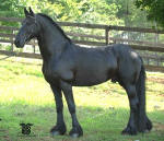 Friesian Stallion-Bente D-Located in Georgia