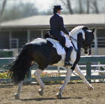 Cadence In Color-Friesian Heritage Sport Horse stallion
