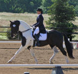 Cadence in Color. Prix St George Stallion owned by Michele Dodge in California