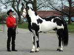 Dave Davis and his Heritage Horse stallion Crusader