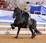 Friesian Stallion Dash Rip Rock & Laurie Statam August 2012