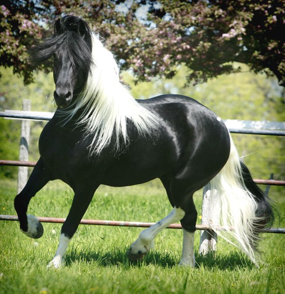 Pinto Horse Breeders Uk