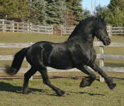 Friesian stallion-Mago of Carisbrooke
