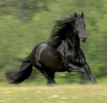 Friesian stallion-Sir Lancelot