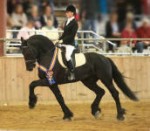 Friesian Stallion-Steffen S.