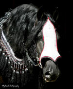 Friesian stallion-Steffen S.