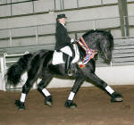 Friesian Sport Horse stallion Zorro