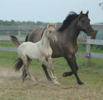 Friesian Heritage Horse Sport Horse designated