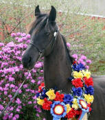 Friesian Heritage Horse-Bentley at IFSHA Regionals