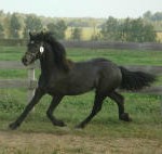 Friesian Heritage Horse Sport Horse designated