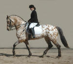 Friesian Heritage Sport Horse Stallion-Grand Design-Owned by Design Sport Horse