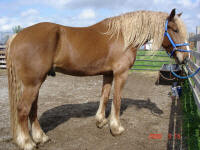 Patron Viho-This gelding is a very rare color. He is chestnut with flaxen. He is 1/2 Friesian and 1/2 Percheron. This means both parents had to carry red and flaxen which is rare is both breeds. He is owned by Carol Ann Gonyo