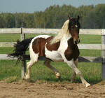 Friesian Heritage Sport Horse-Philo Norsk-Owned by Norsk Pintos