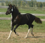 Starside Elessar-Friesian Heritage Horse Sport Horse designated