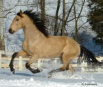 Friesian x Andalusian owned by Martha Gantsoudas, Bred by Abacus Farm-Holly Zech