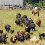 Zoren Z. Sport Horse designated-Friesian/Appaloosa herding cattle..