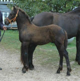 Purebred Friesian Colt-Alexzander Overall Score 7.709 Owned by Melinda Price
